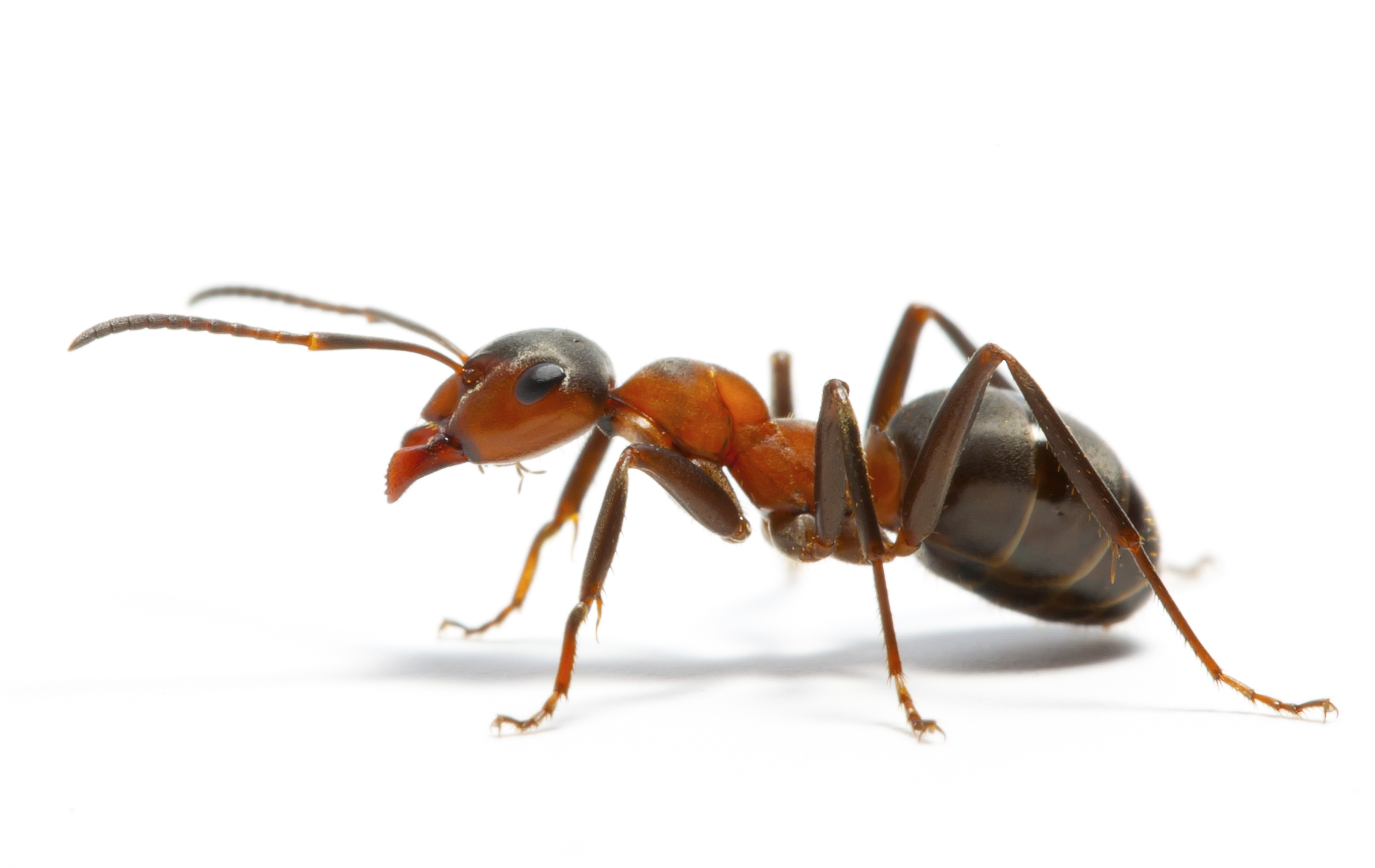 formiche disinfestazione L'Igienica